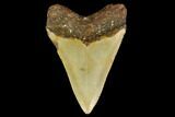 Fossil Megalodon Tooth - North Carolina #131605-2